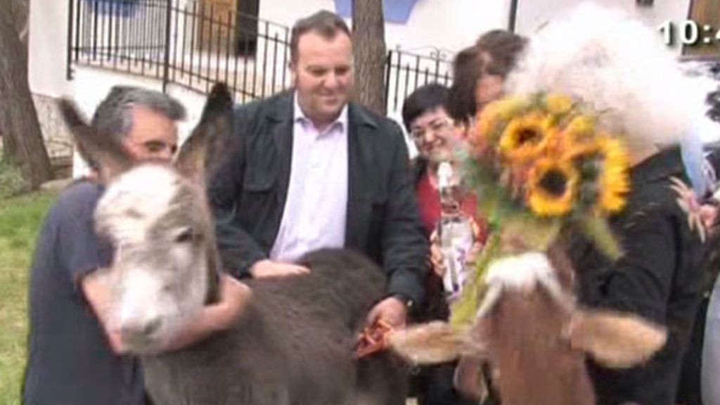La Duquesa, atacada por una cabra