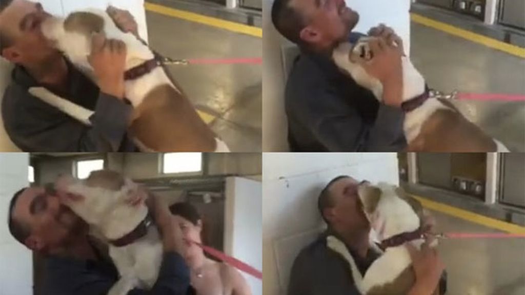 Amor incondicional: Su dueño la encuentra en una perrera tras siete meses perdida