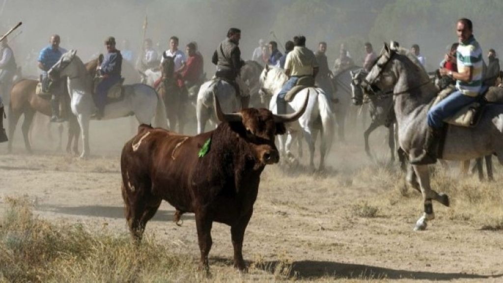 Tordesillas: del ‘Toro de la Vega’ al ‘Toro de la Peña’