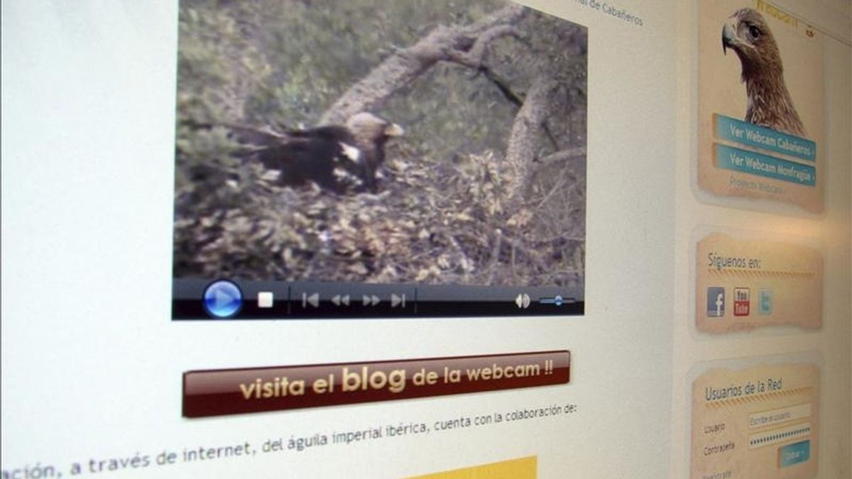 Página de internet a través de la que se puede observar el proceso de incubación del huevo, el nacimiento y la evolución de un pollo de águila imperial en el parque nacional de Cabañeros. EFE