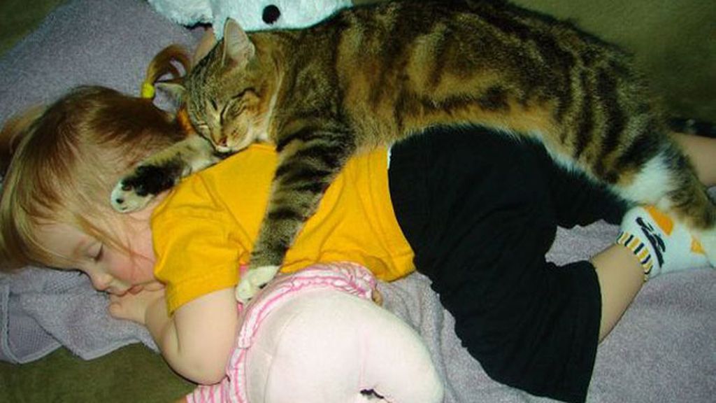 Compañeros para todo