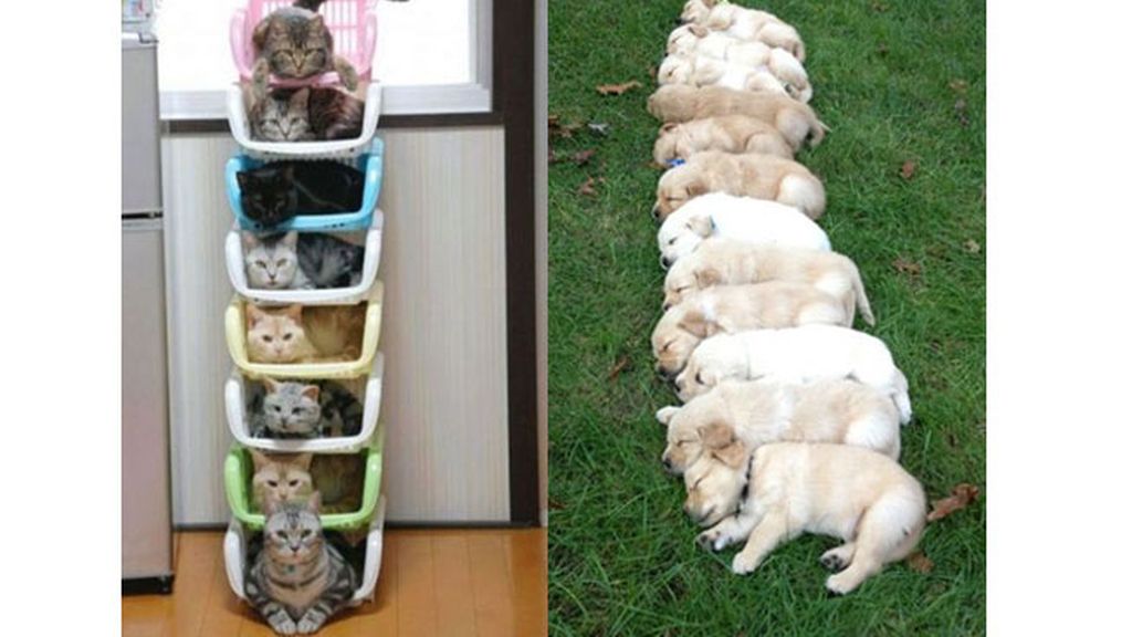 Adorables mascotas