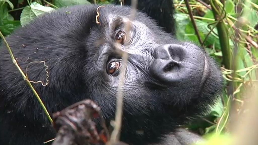 Las mejores fotos de Callejeros Viajeros con los últimos gorilas