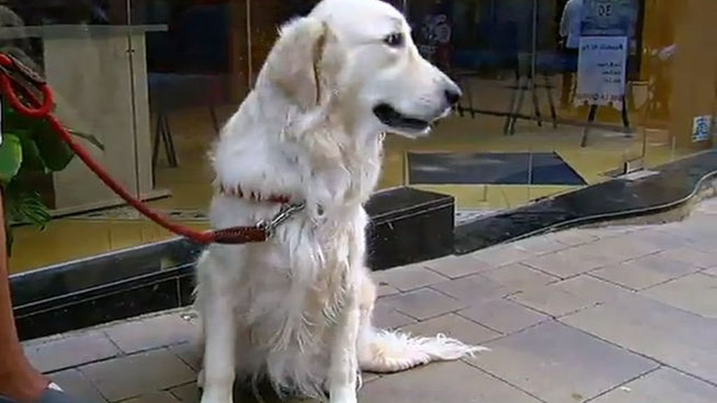 El ayuntamiento de Tarragona quiere crear un registro de heces caninas