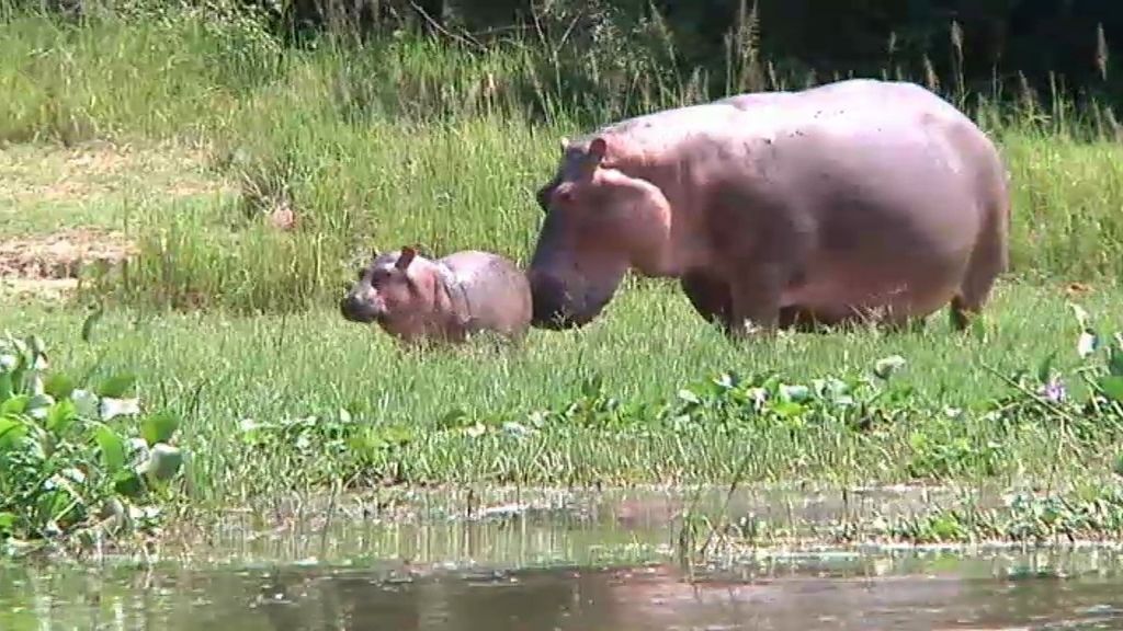 Un paseo por la Sabana