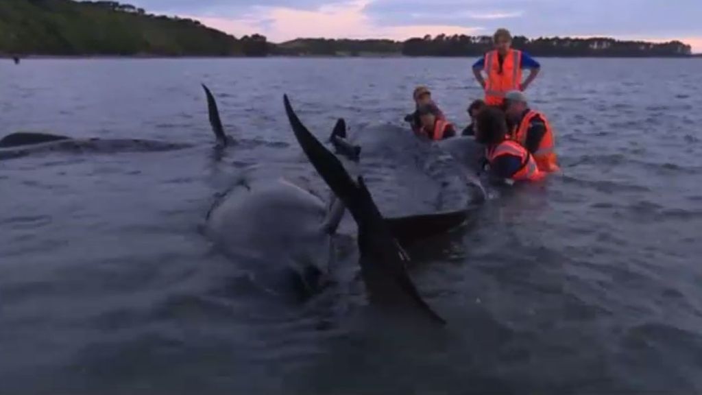 Mueren cerca de 100 ballenas tras quedar varadas en una playa de Nueva Zelanda