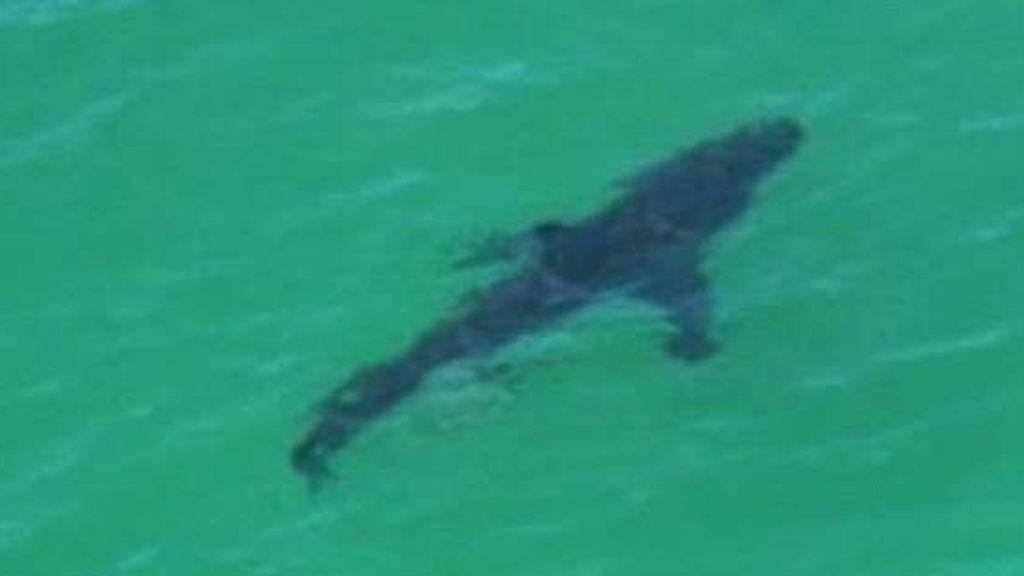 Un surfista muere en una playa de Australia tras ser mordido por un tiburón