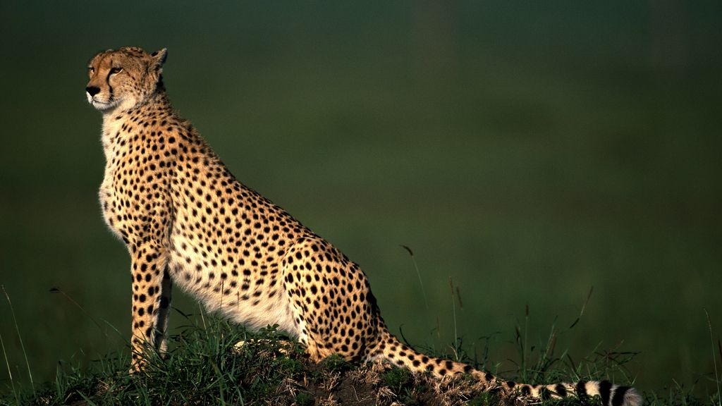 El sorprendente mundo animal