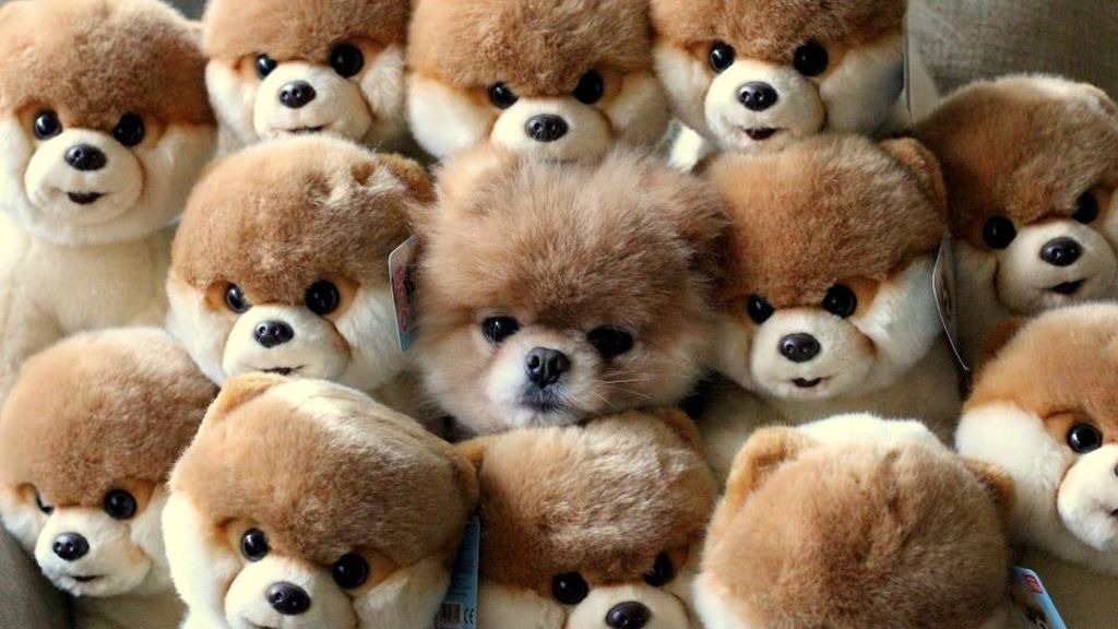 Boo se convierte en peluche