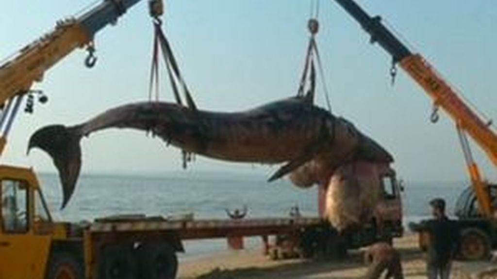 Entierran a una ballena de nueve metros en una playa de Bombay