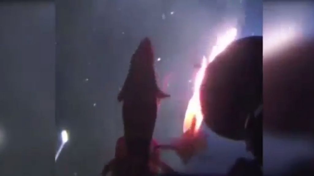 Graban el ataque de un calamar gigante a un submarino de Greenpeace