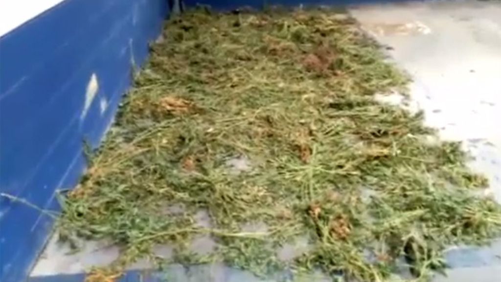 Decenas de plantas de marihuana tiradas por el suelo en la comisaría de Olot