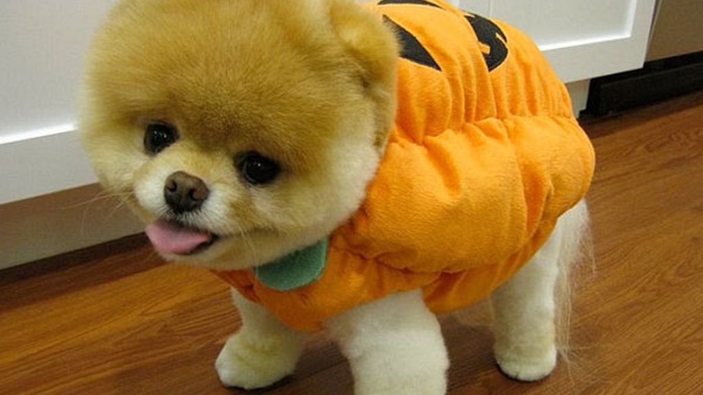 El perro de los dos millones de fans