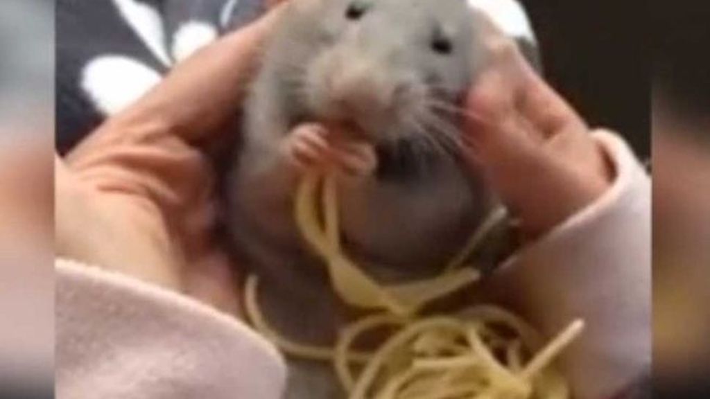 El ratón que come espaguetis