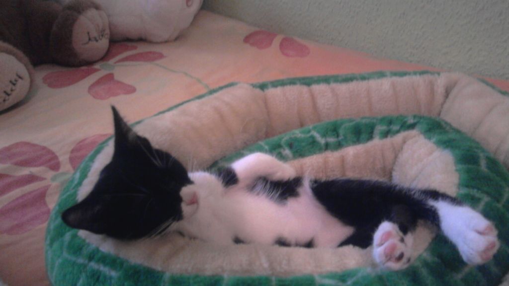 Concursantes Efecto ¡GUAU!... de mascotas