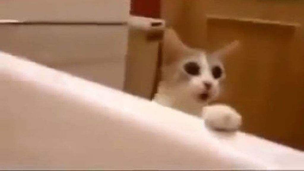 Un gato ‘rescata’ a su dueña al creer que se estaba ahogando en la bañera