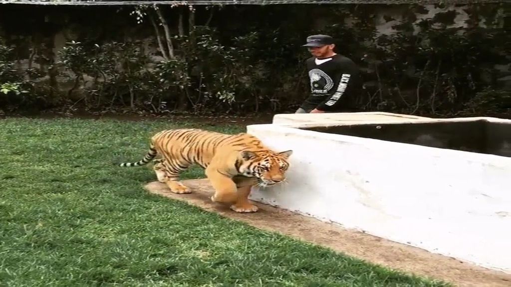 Hamilton se divierte con su tigresa Nicole