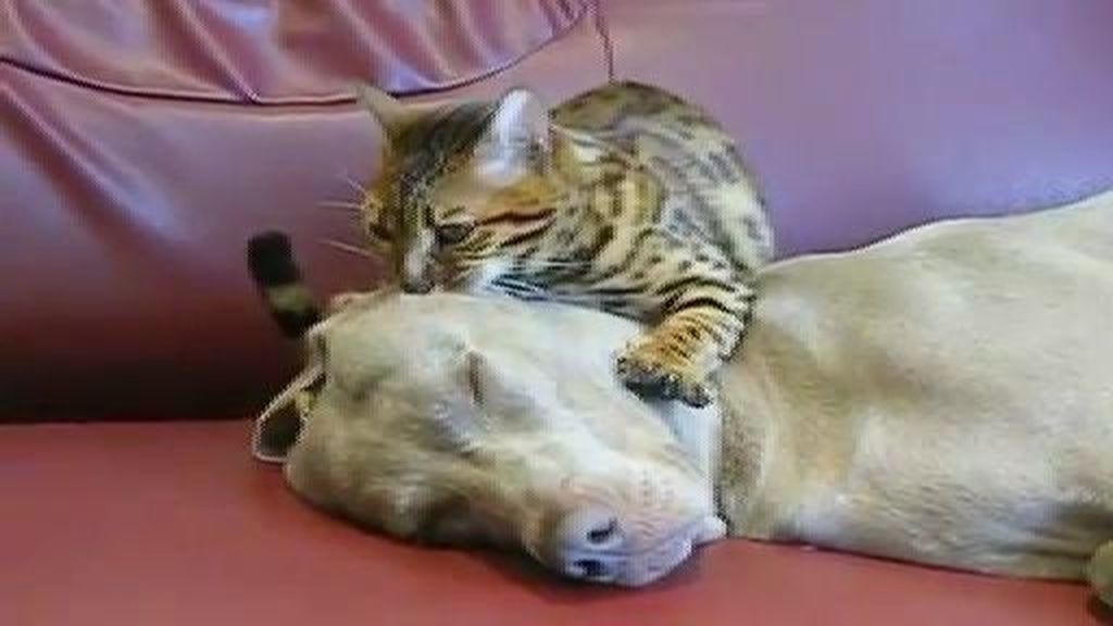 Dulzura extrema, un gato masajea la cabeza de un perro hasta dejarle dormido