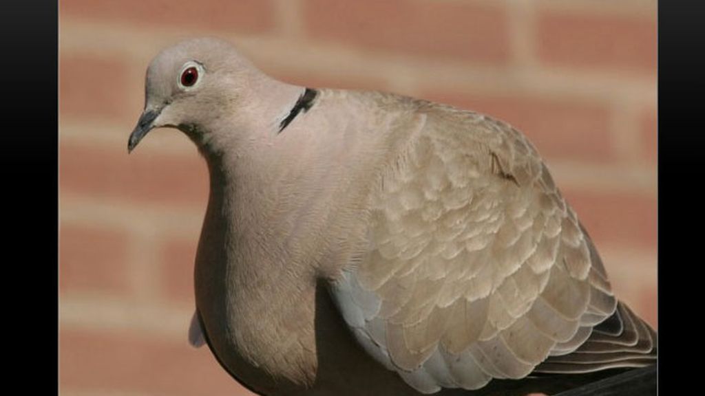 La obesidad en el reino animal
