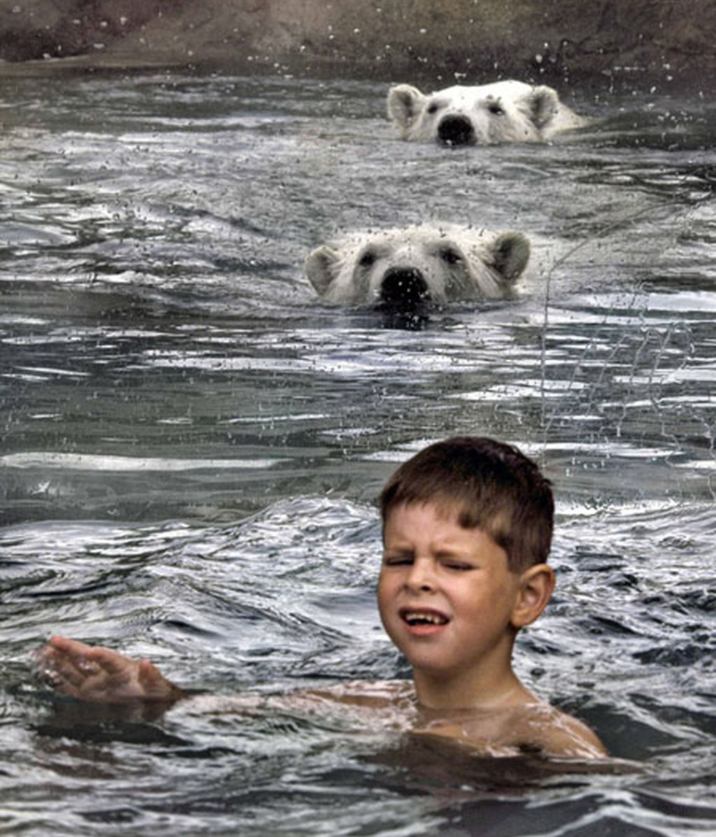 Un baño con... osos polares
