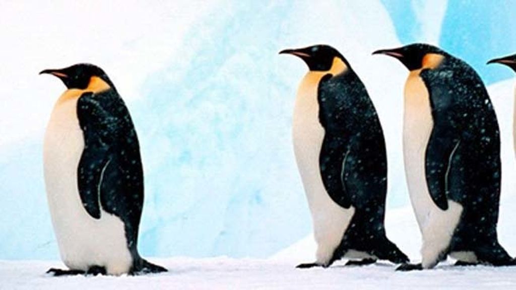 El sorprendente mundo animal