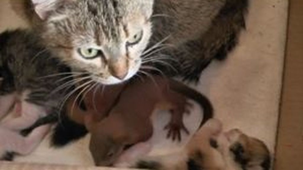 Una gata adopta a dos ardillas recién nacidas