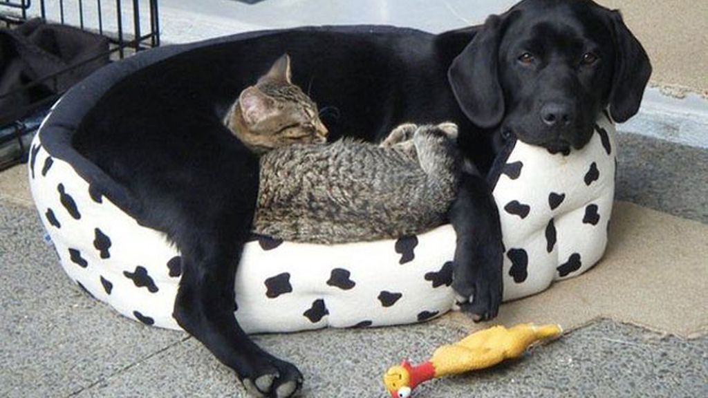 Adorables mascotas