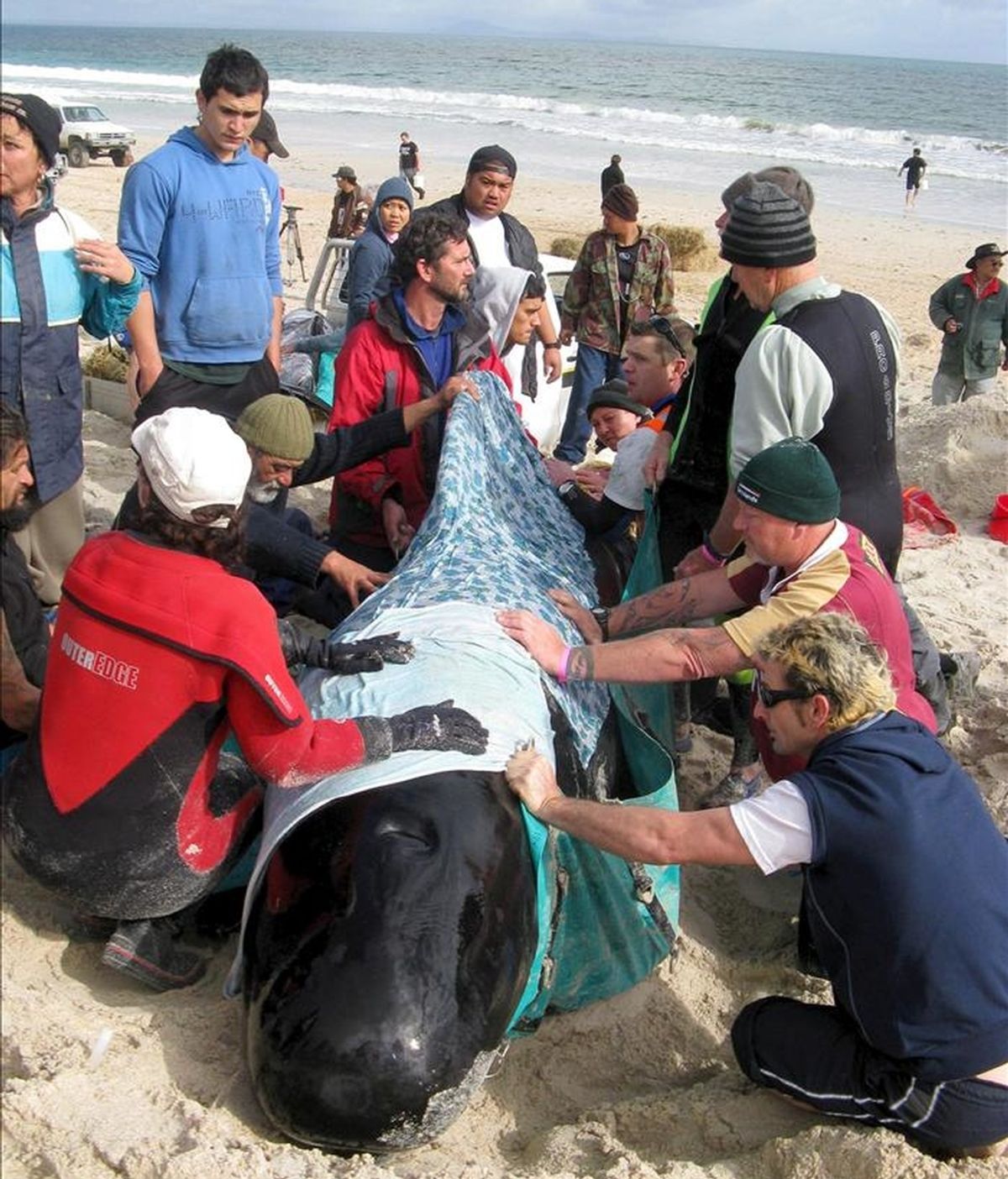 Voluntarios colaboran en las labores de rescate de una ballena varadas en la playa de KariKari, en Nueva Zelanda. EFE/Archivo Voluntarios colaboran en las labores de rescate de una ballena varadas en la playa de KariKari, en Nueva Zelanda. EFE/Archivo