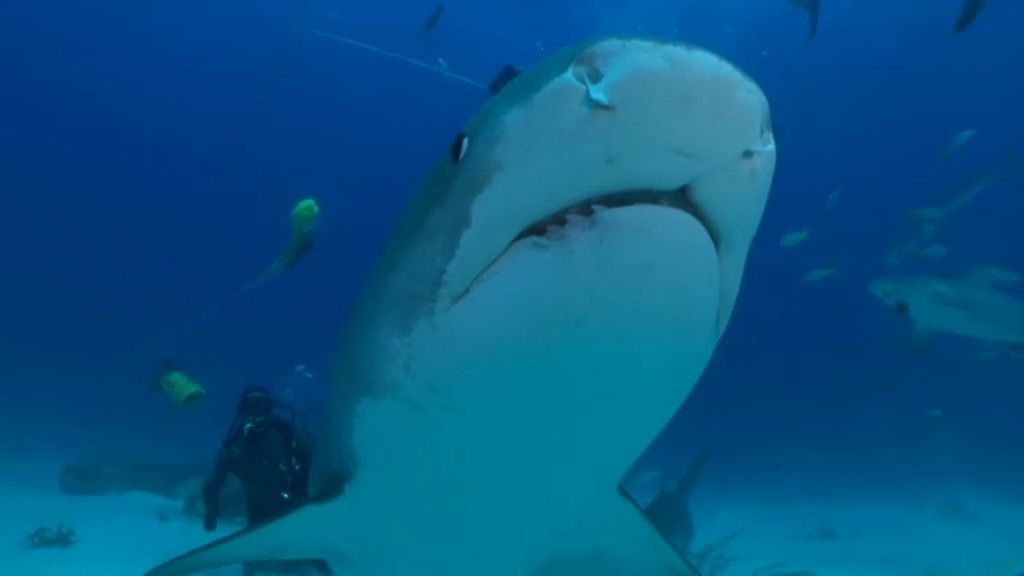 Buceo 2: Tensión con tiburones toro