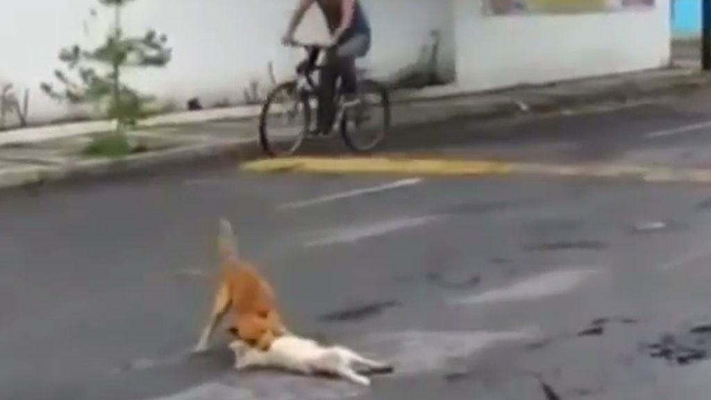 El desesperado intento de un perro de salvar a otro atropellado