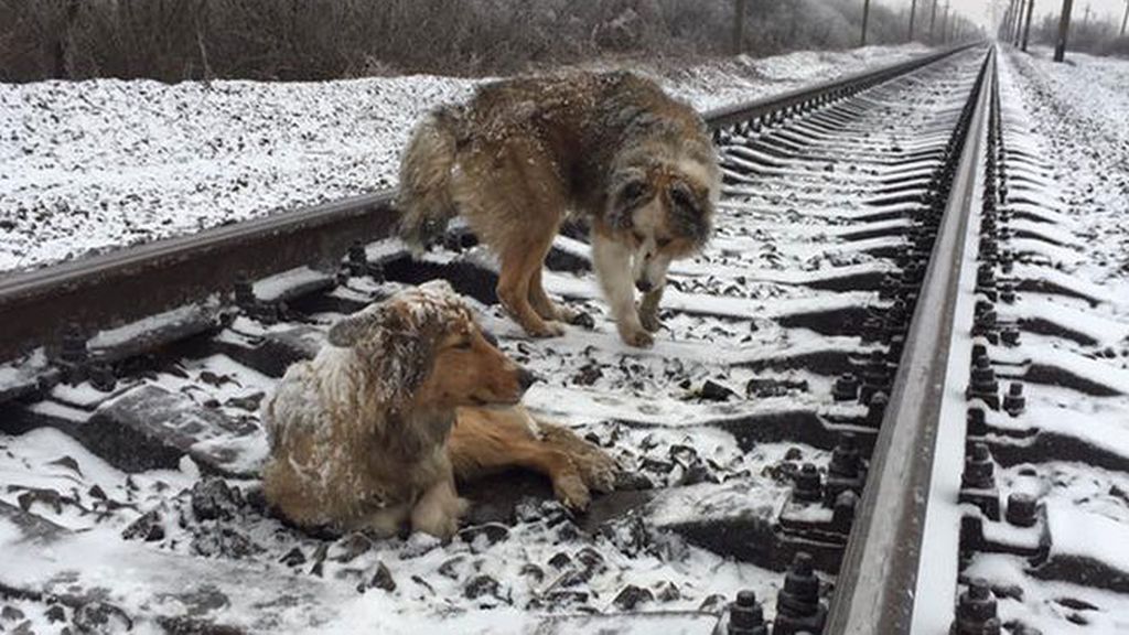 Un perro arriesga su vida para proteger del paso de un tren a otro can herido