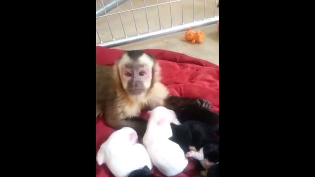 Este mono fascina a su dueño al tratar con delicadeza a unos cachorros