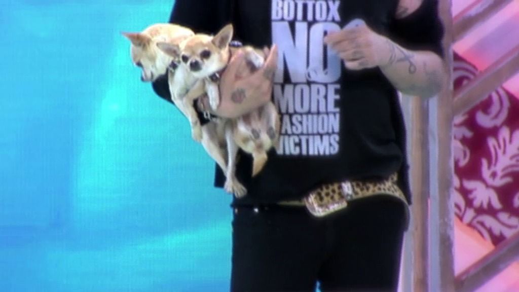 'Cámbiame' renueva el look ¡de dos perros!