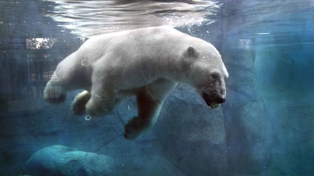 Un baño con... osos polares
