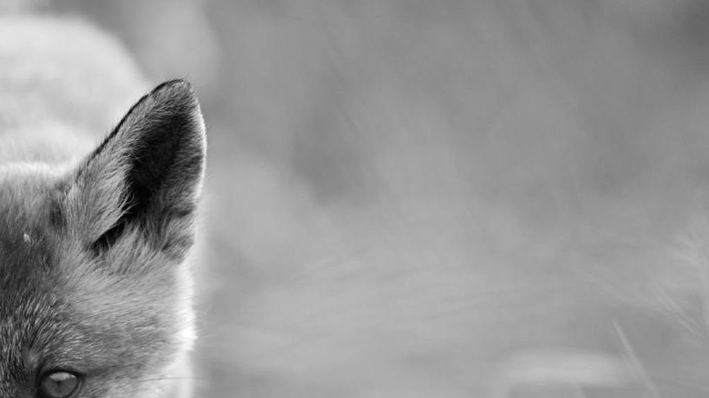 La naturaleza a concurso