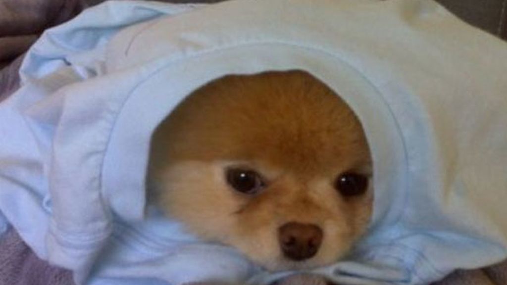 El perro de los dos millones de fans
