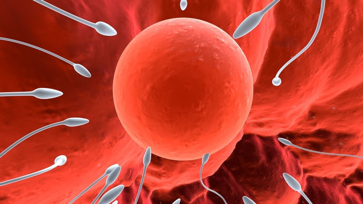 Espermatozoides luchando por llegar al óvulo