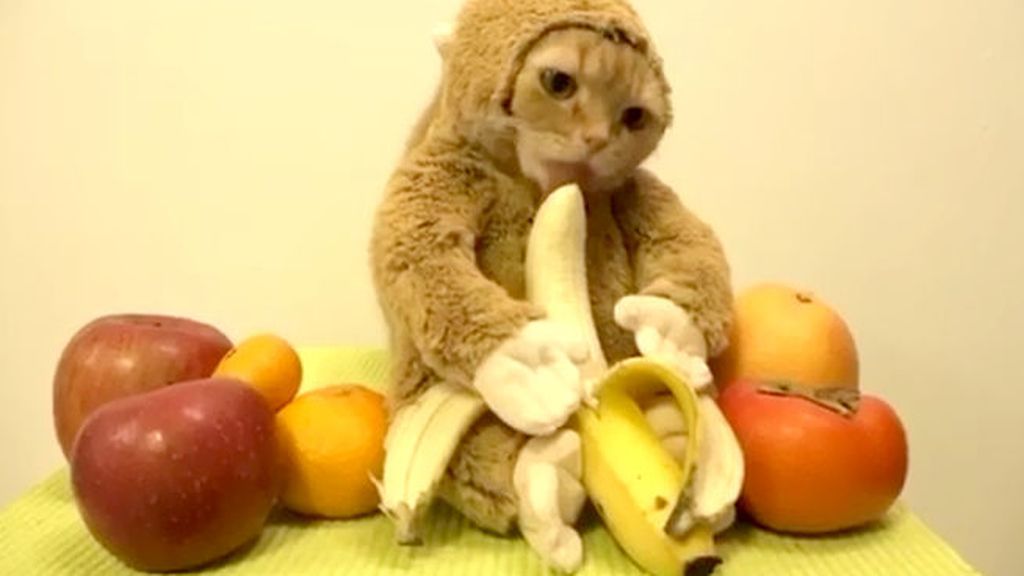 El gato disfrazado de mono que se ha convertido en viral