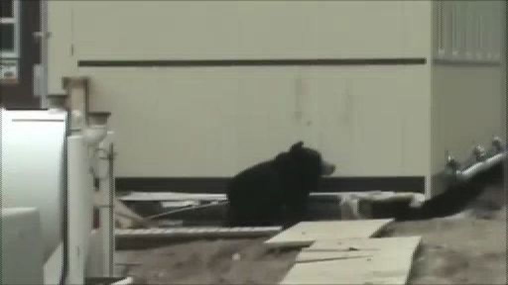 Un 'oso' aterroriza al trabajador de una obra