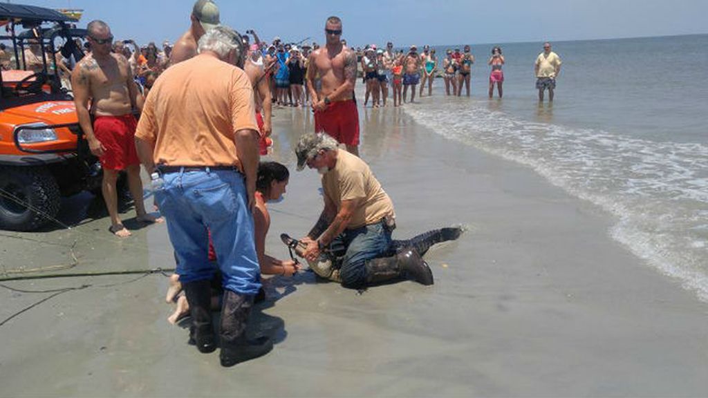 Así fue la captura de un caimán que acechaba en una playa turística