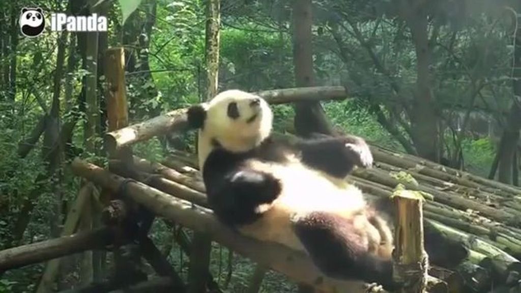 El vídeo del panda haciendo abdominales que arrasa en internet