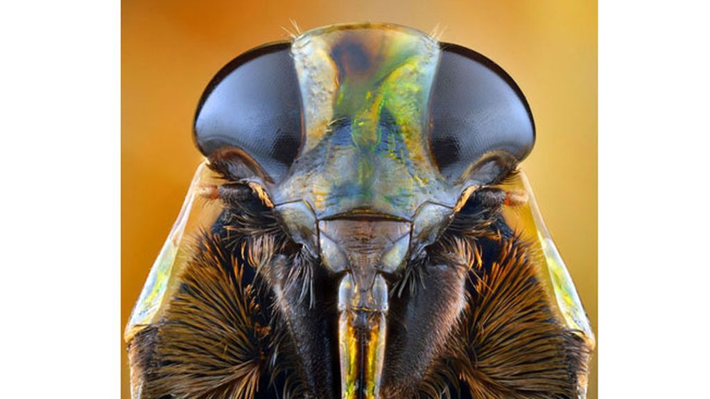 Las macrofotografías de insectos  del fotógrafo polaco Ireneusz Irass Waledzik