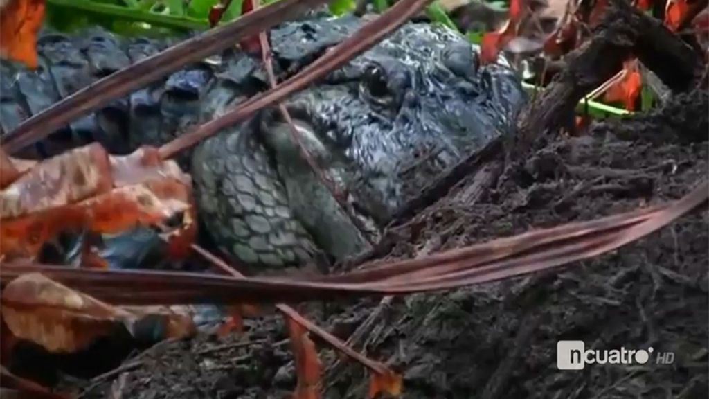 Los caimanes de Florida siembran el pánico tras el ataque a un niño en Disney