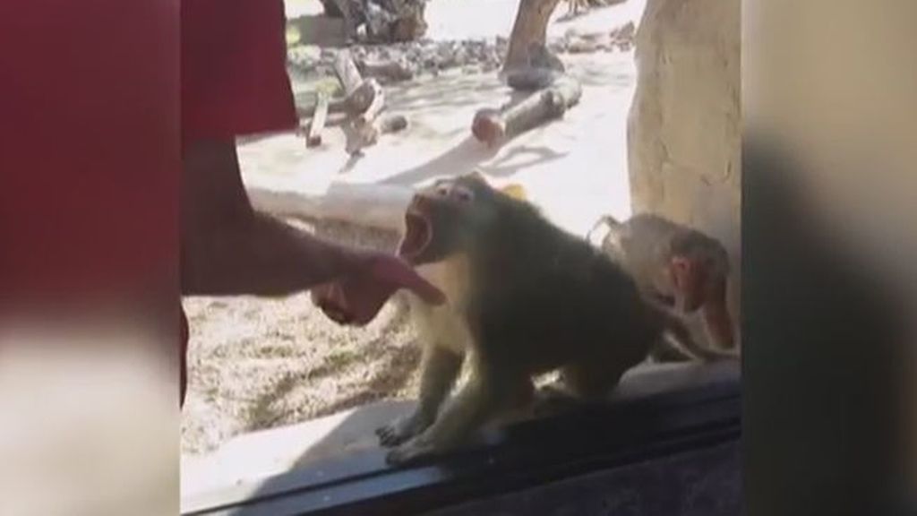 ¿Cómo actúa un babuino al ver un truco de magia?