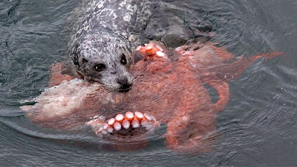 La lucha a muerte entre una foca y un pulpo