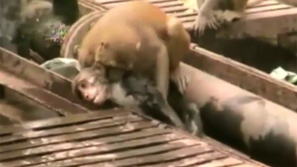 Un mono rescata a otro en la India