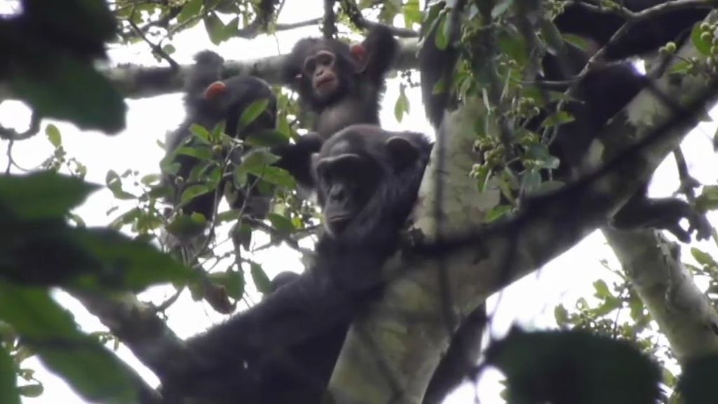 Un paseo por la Sabana