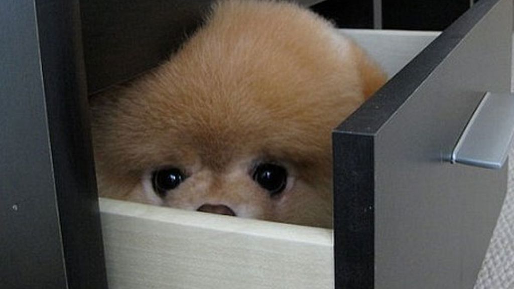 El perro de los dos millones de fans