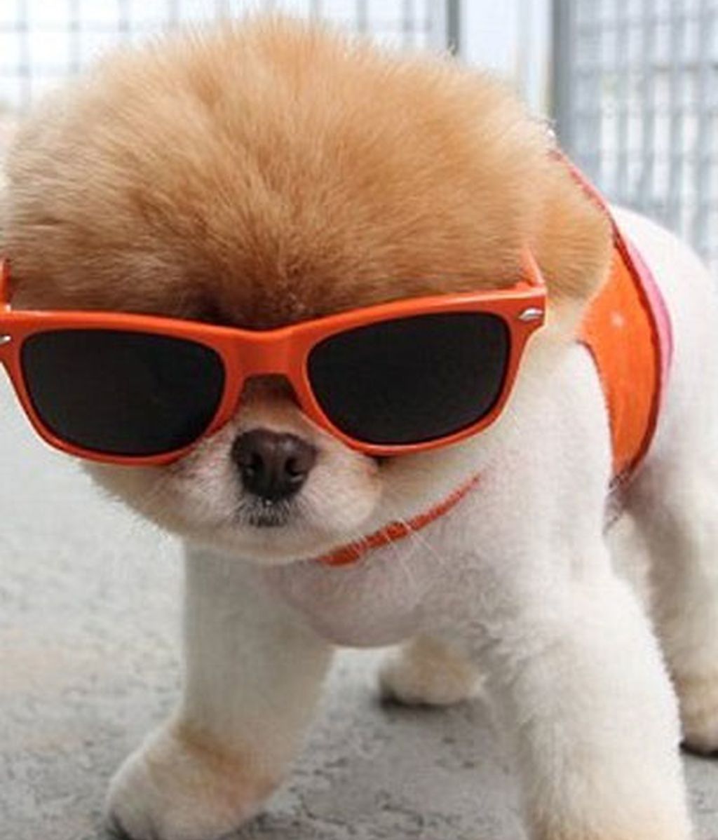 El perro de los dos millones de fans