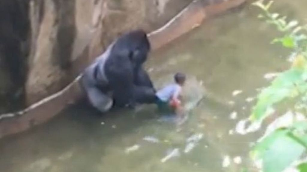 Angustioso momento en el que un gorila atrapa a un bebé en un zoo